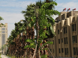 ��֦���h(yu��n)�_(d��)���۾��Aͥ