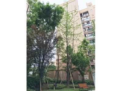 ��� ��������