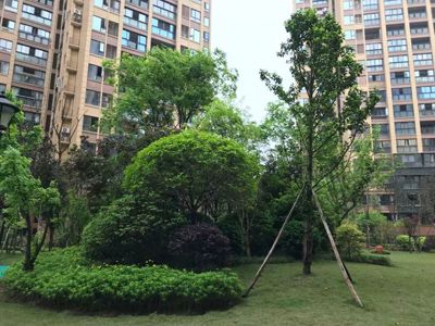 ��� ��������